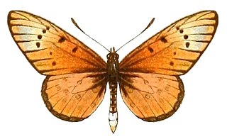 <i>Acraea braesia</i> Species of butterfly