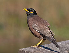 In Sydney Acridotheres tristis -Sydney, Australia-8.jpg