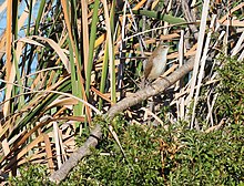 Acrocephalus gracillirostris Cape Reed Warbler Lesser Swamp Warbler 2012 05 08 6303.JPG