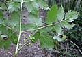 Actaea spicata leaf (07).jpg