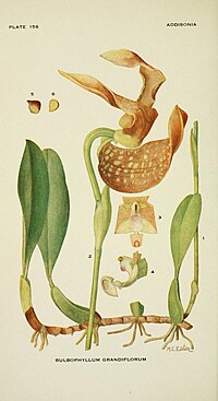 Addisonia (PLATE 156) - colored illustrations and popular descriptions of plants (1916-(1964)) (16585222848).jpg