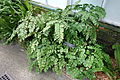 Adiantum trapeziforme - Longwood Gardens - DSC01146.JPG