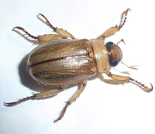 <i>Adoretus</i> Genus of beetles