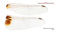 Aethriamanta circumsignata male wings (35052816795).jpg