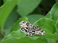 African Marbled Skipper1 (UP).JPG