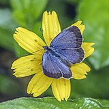 African grass blue (Zizeeria knysna) male Principe.jpg