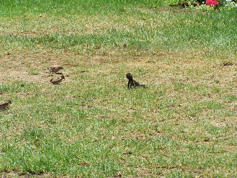 File:Agama stellio (lizard) on grass, with birds.jpg