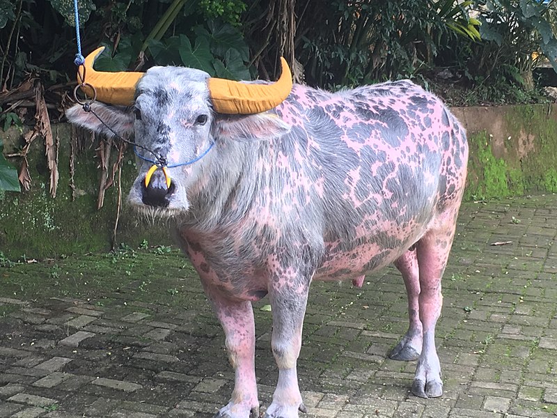 File:Albino water buffalo in Toraja, Indonesia.jpg