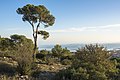 Aleppo Pine in front of the Mediterranean Sea.jpg