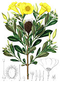 Allamanda oenotherifolia