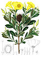 Allamanda oenotherifolia-Plantarum Brasiliaecropped.jpg