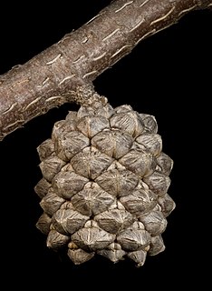 <i>Allocasuarina dielsiana</i> Species of flowering plant