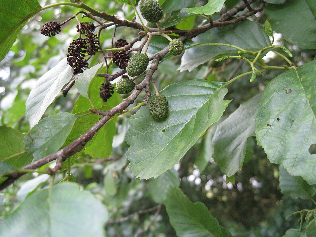 File:Alnus glutinosa (Schwarzerle).jpg