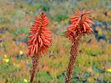 Aloe arborencens (Asphodelaceae) Krantz Aloe