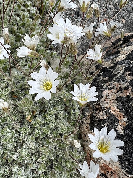 File:Alpine Mouse-ear imported from iNaturalist photo 303033910 on 1 January 2024.jpg