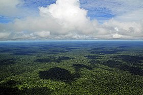 Fotografia aérea de uma pequena parte da Amazônia brasileira próxima a Manaus, Amazonas.
