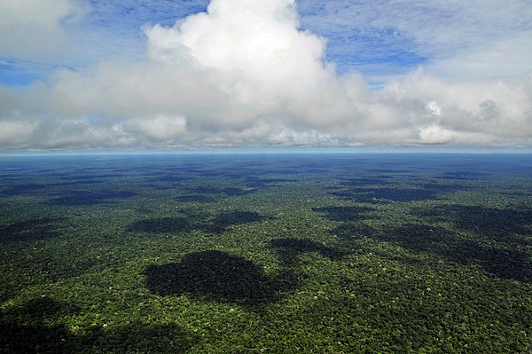 A large part of Guyana's territory is covered by the Amazon rainforest, the world's largest and most biodiverse tropical rainforest.