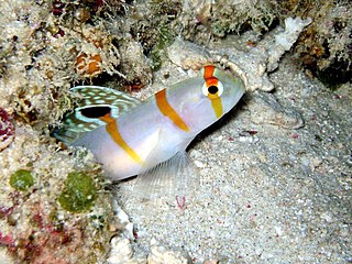 Randalls prawn goby species of fish