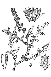 <i>Ambrosia tomentosa</i> Species of flowering plant