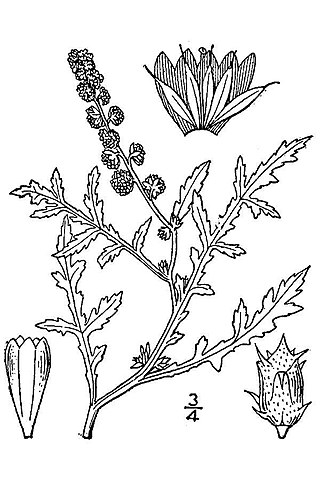<i>Ambrosia tomentosa</i> Species of flowering plant