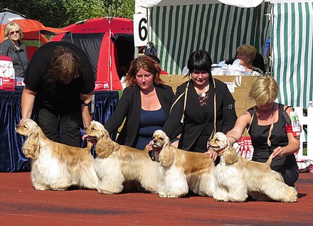 American cockers breeders showing their dogs in a dog conformation show.