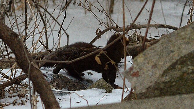 American Mink (Neovison vison)