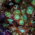 * Nomination Jewel anemone (Corynactis viridis), Arrábida National Park, Portugal. --Poco a poco 17:29, 4 July 2024 (UTC) * Promotion  Support Good quality. --Ermell 20:38, 4 July 2024 (UTC)