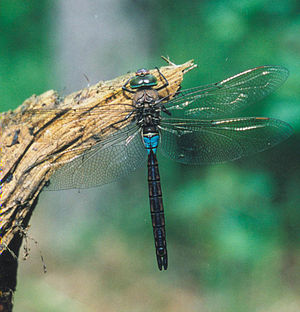 Anax parthenope.jpg