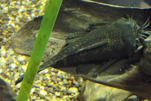 Ancistrus (Tennessee Aquarium).jpg