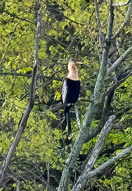 Anhinga in Prospect Park (first county record)