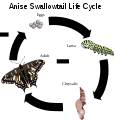 Anise Swallowtail Life Cycle.svg