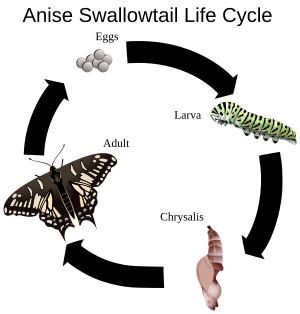 Lepidoptera