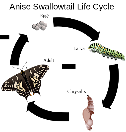 The four stages of the life cycle of an anise swallowtail