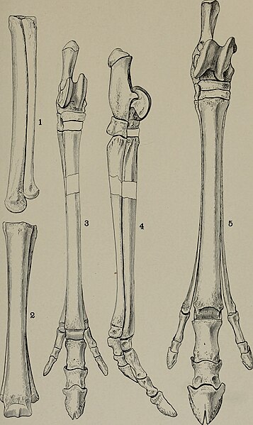 File:Annals of the Carnegie Museum (1906) (18413528205).jpg