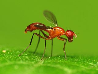 <i>Sepsisoma flavescens</i> Species of fly