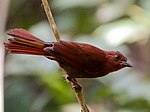 Ant Tanager (40806177612) .jpg