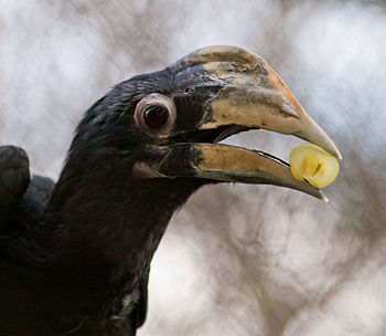 A juvenile Black Hornbill (Anthracoceros malayanus) eating fruit at London Zoo