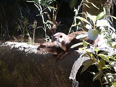 Aonyx cinera di Zoo-003.jpg