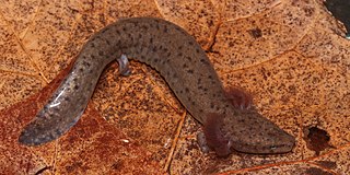 <span class="mw-page-title-main">Apalachicola waterdog</span> Species of aquatic salamander