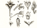 Appendicula pendula (as syn. Appendicula latibracteata) tab 28 fig. 5 in: Johannes Jacobus Smith: Icones Orchidacearum Malayensium I (1930) (Detail)