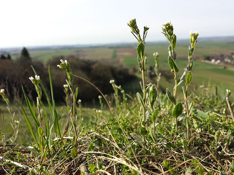 File:Arabis auriculata sl11.jpg