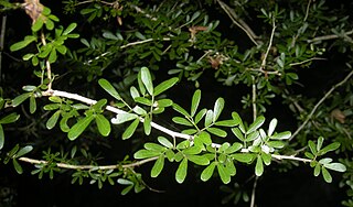 <i>Archidendropsis</i> Genus of legumes