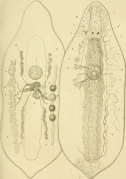 File:Archiv für Naturgeschichte (1852) (20143918759).jpg