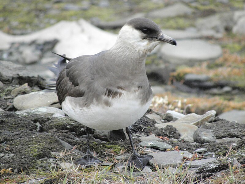 File:Arctic Skua (Stercorarius parasiticus).jpg