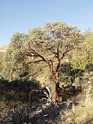 Del Valle Regional Park - Cedar Mountain Arctostaphylos glauca — bigberry manzanita