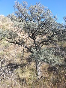 Arizona Moviy Oak.jpg