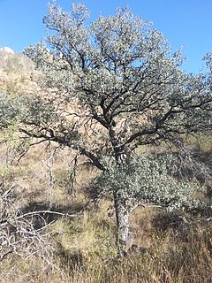 <i>Quercus oblongifolia</i> Species of oak tree