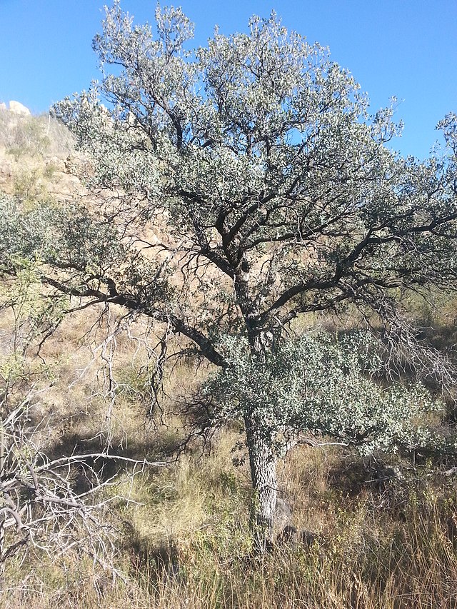 Description de l'image Arizona Blue Oak.jpg.