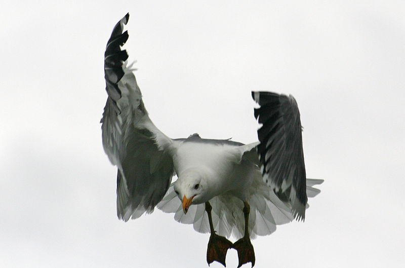 File:Armenian Gull landing ground, late March Sevan.jpg