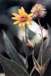 <i>Arnica lanceolata</i> species of plant